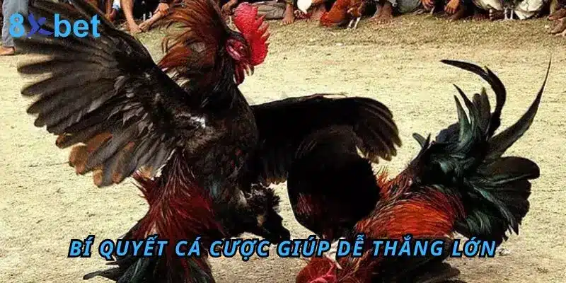 Bí quyết cá cược Đá Gà Thomo giúp anh em dễ thắng lớn